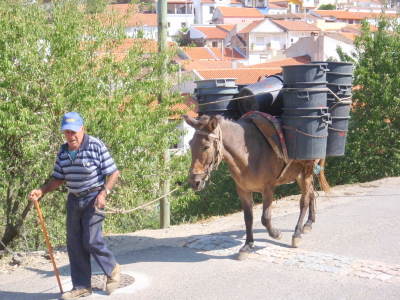 Harvest worker is delivering grape buckets.